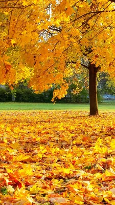 Золотая осень. Где она самая красивая.