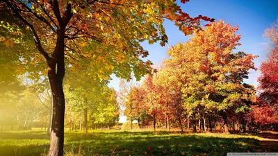 Обои осень, золотая, красивые, раздел Природа, размер 1920x1200 HD WUXGA -  скачать бесплатно картинку на рабочий стол и телефон