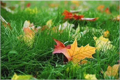 Стихотворение «Вот и осень. Сентябрь», поэт Горенюк Сергей