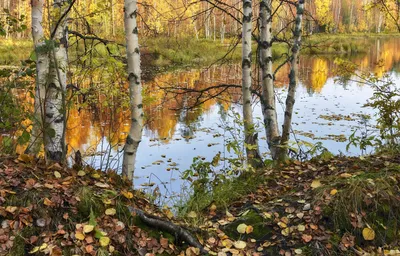 Осень сентябрь, красивый клён, …» — создано в Шедевруме