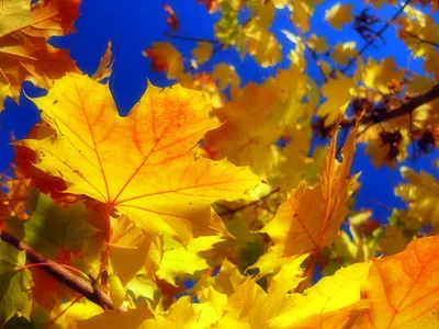 Фото дня в Сыктывкаре: осень, сентябрь и яркие краски