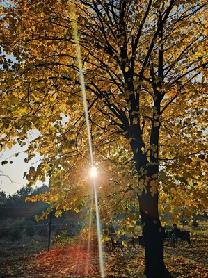 Осеннее солнце / фото