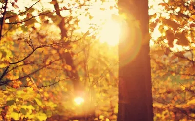 Осеннее солнце | Фотограф Александр Шатохин | Фото № 54367