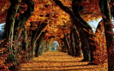 Осеннего парка 