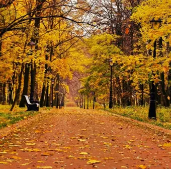 Фотообои "Яркое изображение осеннего леса" - Арт. 150421 | Купить в  интернет-магазине Уютная стена