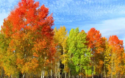 Осенние деревья и кусты с желтой и оранжевой листвой. | Бесплатно векторы