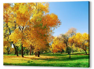 Мультфильм осенние деревья и кусты желтые лесные растения с красной листвой  и листьями векторный набор | Премиум векторы