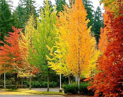 Осеннее дерево рисунок - 70 фото
