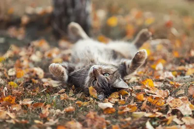 Осенние Котики - Autumn Сats. Photographer Etkind Elizabeth