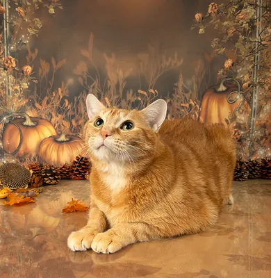 Autumn Cats - Осенние Котики. Photographer Etkind Elizabeth