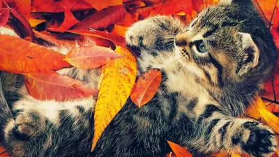 Autumn Cats - Осенние Котики. Photographer Etkind Elizabeth