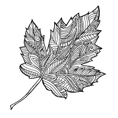 Картинки по запросу осенние листья черно белые | Black and white doodle,  Pattern coloring pages, Botanical line drawing