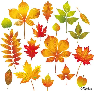 Цвет осенних листьев деревьев - 54 фото