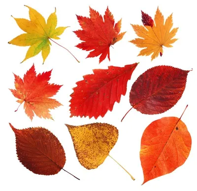 Осенние листья для детей картинки