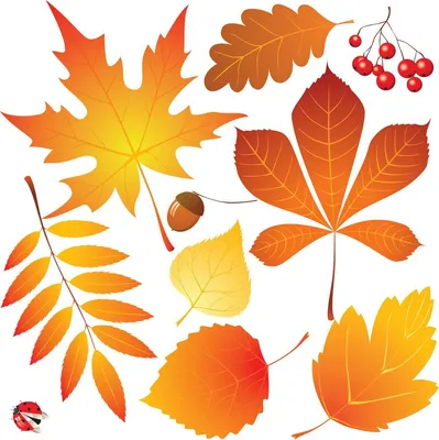 Шаблоны Осенних Листьев Для Вырезания |  | Leaf template, Fall  leaf template, Autumn activities for kids