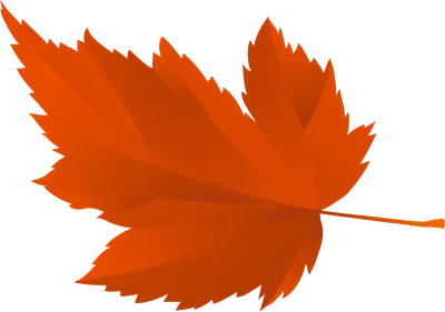 Осенние листья для оформления школьной доски или группы детского сада на 1  сентября | Осенние листья, Листья, 1 сентября
