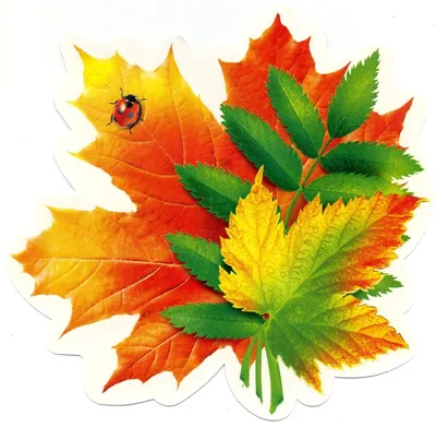 Осенние листья для оформления школьной доски или группы детского сада на 1  сентября | Листья, Осенние листья, Осень