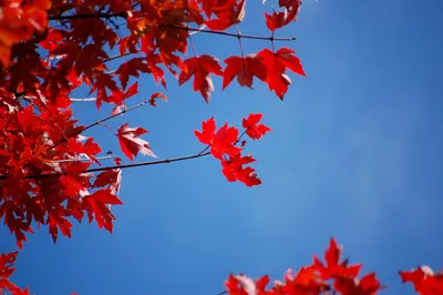 Картинка Осенние листья » Осень картинки скачать бесплатно (353 фото) -  Картинки 24 » Картинки 24 - скачать картинки бесплатно