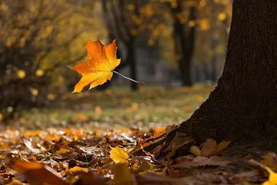 Падающие осенние листья - 32 фото