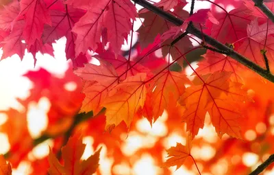 Осенние листья (40 фото)