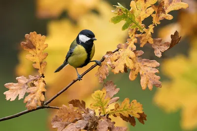 Осенние птицы - 73 фото