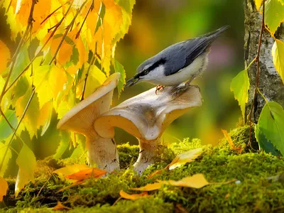 Осенние птицы - 71 фото