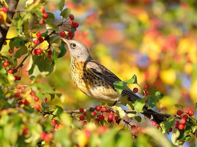 Kirill Kuz - Autumn bird (Осенняя птица)