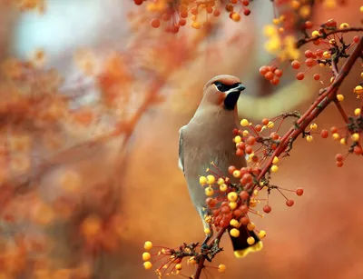 Осенние птицы - картинки и фото 