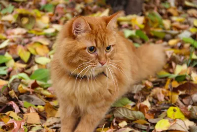 Осенние коты полны милоты! Коты и осень! 😌🍂 Умиротворения пост! | Жена  Звездочета | Дзен