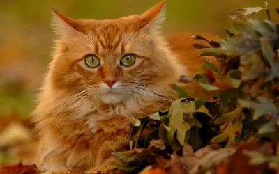 Осенние коты в шапочках и шарфиках…» — создано в Шедевруме