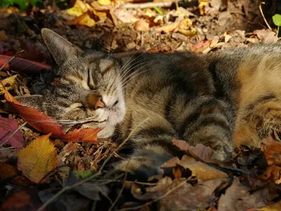 Осенние коты. Красивые фото | Кошки и собаки | Дзен