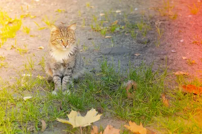 Осенние коты