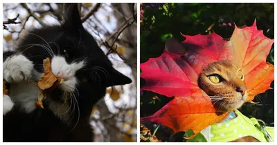 Смешные коты осенью - 66 фото