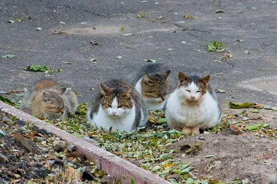 Фотогалерея "Коты и кошки" - "Осенний натюрморт" - Фото породистых и  беспородных кошек и котов.