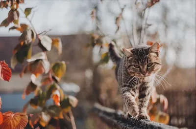 ArtGalla — Открытка «Осенние коты»
