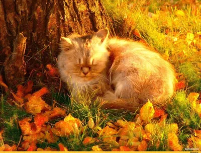 Осенние котики играются, серый …» — создано в Шедевруме