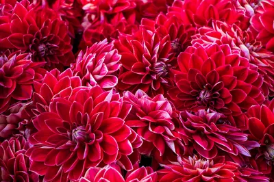 осенние цветы хризантемы | Chrysanthemum, Flowers, Plants