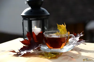 Осенний Чай | Фотосайт СуперСнимки.Ру