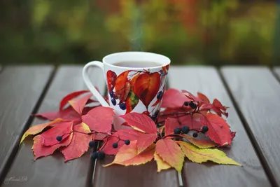 Осенний чай | Autumn coffee, Beautiful flowers images, Coffee filter crafts