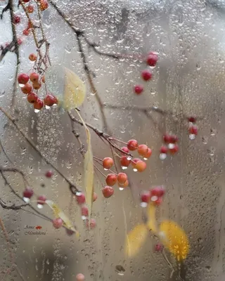 осенние дожди за окном оранжевая листва деревьев, не являющихся предметом  фокуса текстуры стеклянного фона, с каплями воды Стоковое Фото -  изображение насчитывающей расплывчатые, ясность: 280784310