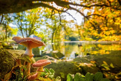 Осенние грибы (67 фото) - 67 фото