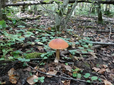 За грибами в осенний лес