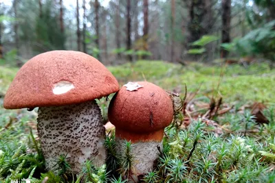 За грибами в осенний лес