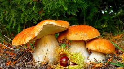 Шкатулка почемучек: По грибы в осенний лес