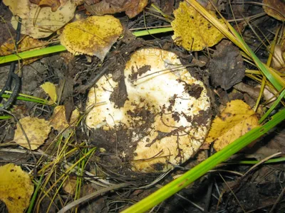 Шкатулка почемучек: За грибами в осенний лес