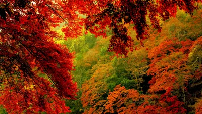 Осенний лес обои на рабочий стол - скачать бесплатно