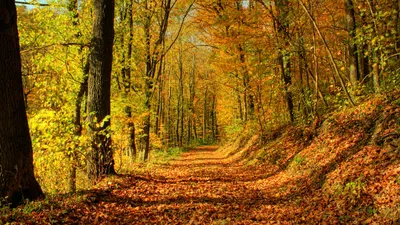 Осенний лес, озеро, синее небо, …» — создано в Шедевруме