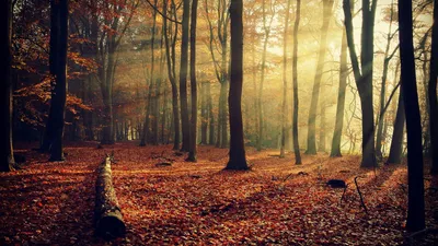 Скачать картинки Осенний лес, стоковые фото Осенний лес в хорошем качестве  | Depositphotos