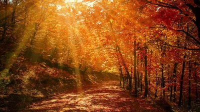 Обои Осенний лес, картинки - Обои на рабочий стол Осенний лес картинки из  категории: Природа