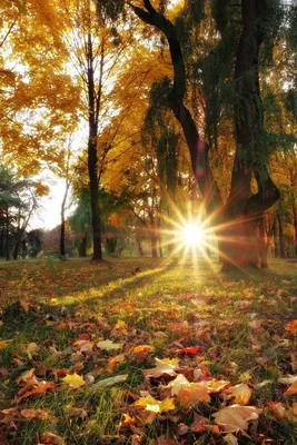 Осенний лес: 27 фотографий | Yellow carpet, Beautiful tree, Landscape  features